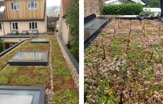 Benefits Of A Sedum Green Roof System Wallbarn