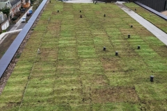 roll-out-green-roof-1