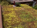 extensive-green-roof-sedum