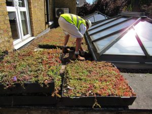 An image of a green roof installation on a house