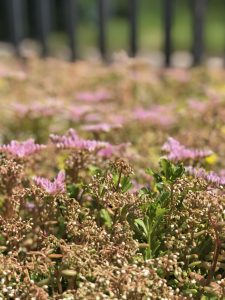 flowering sedum close up spring