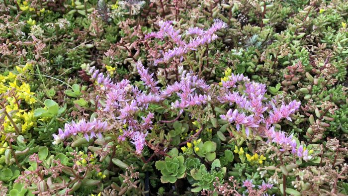 sedum in flower