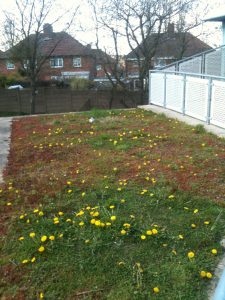 biodiverse green roof