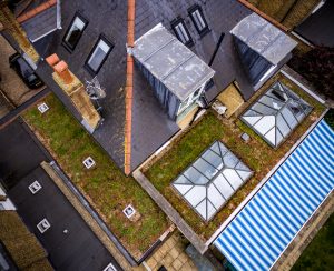 green roof domestic project one year