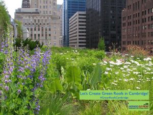 We can’t afford green roofs law to stay dormant