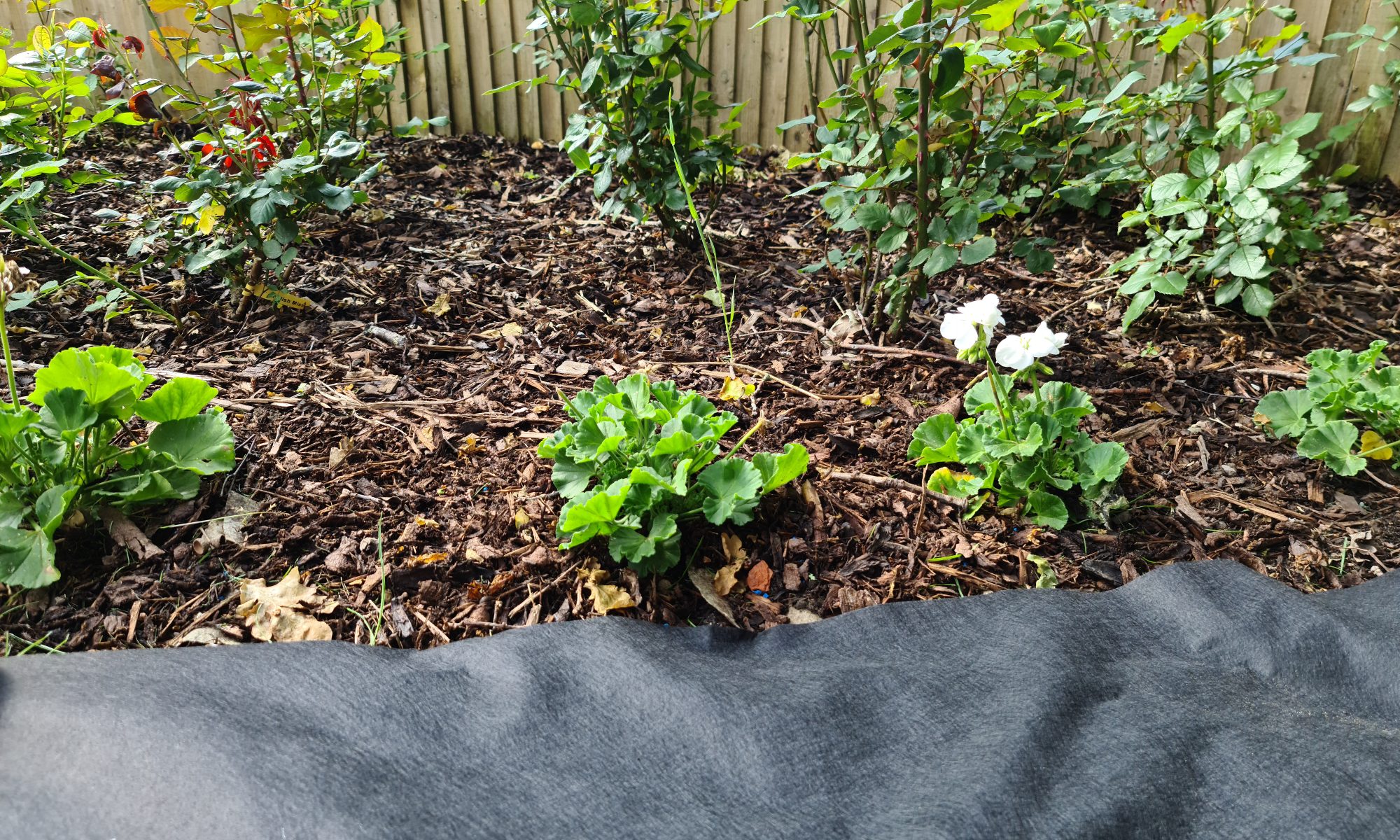 rose bed weed liner