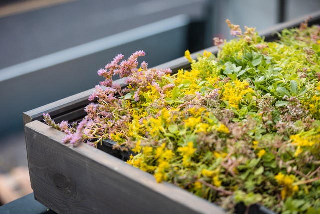 How can green roofs contribute towards increased wellbeing