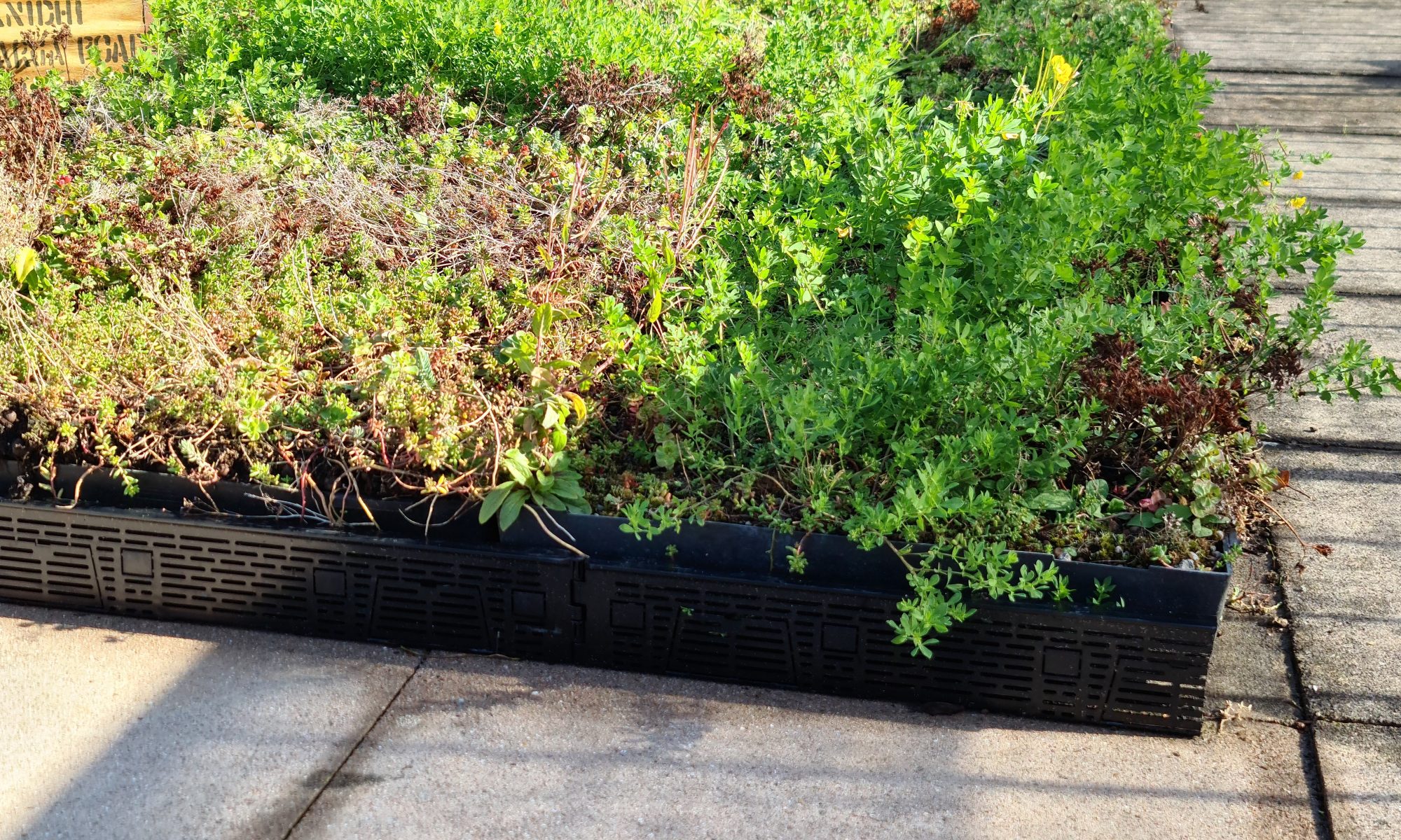 Close Up of Wildflower M-Tray - Saxon Court YMCA Project - Pic 3