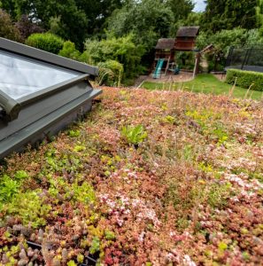 Sedum roof close-up