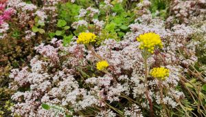 Close of Sedum Album & Goldilocks