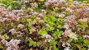 Close up of Sedum Album-Floriferum & Goldilocks