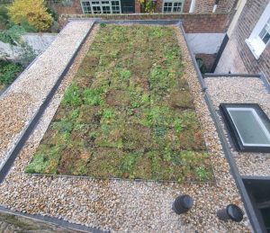 Modular green roof London flat roof