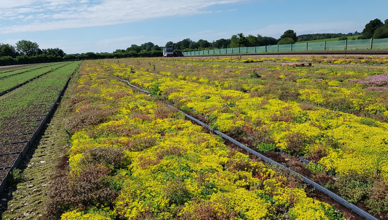 Using Nature-Based Solutions to Tackle Flooding