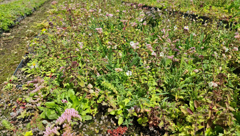 Transform Your Roof into a Wildflower Haven with M-Tray® Green Roof Solutions