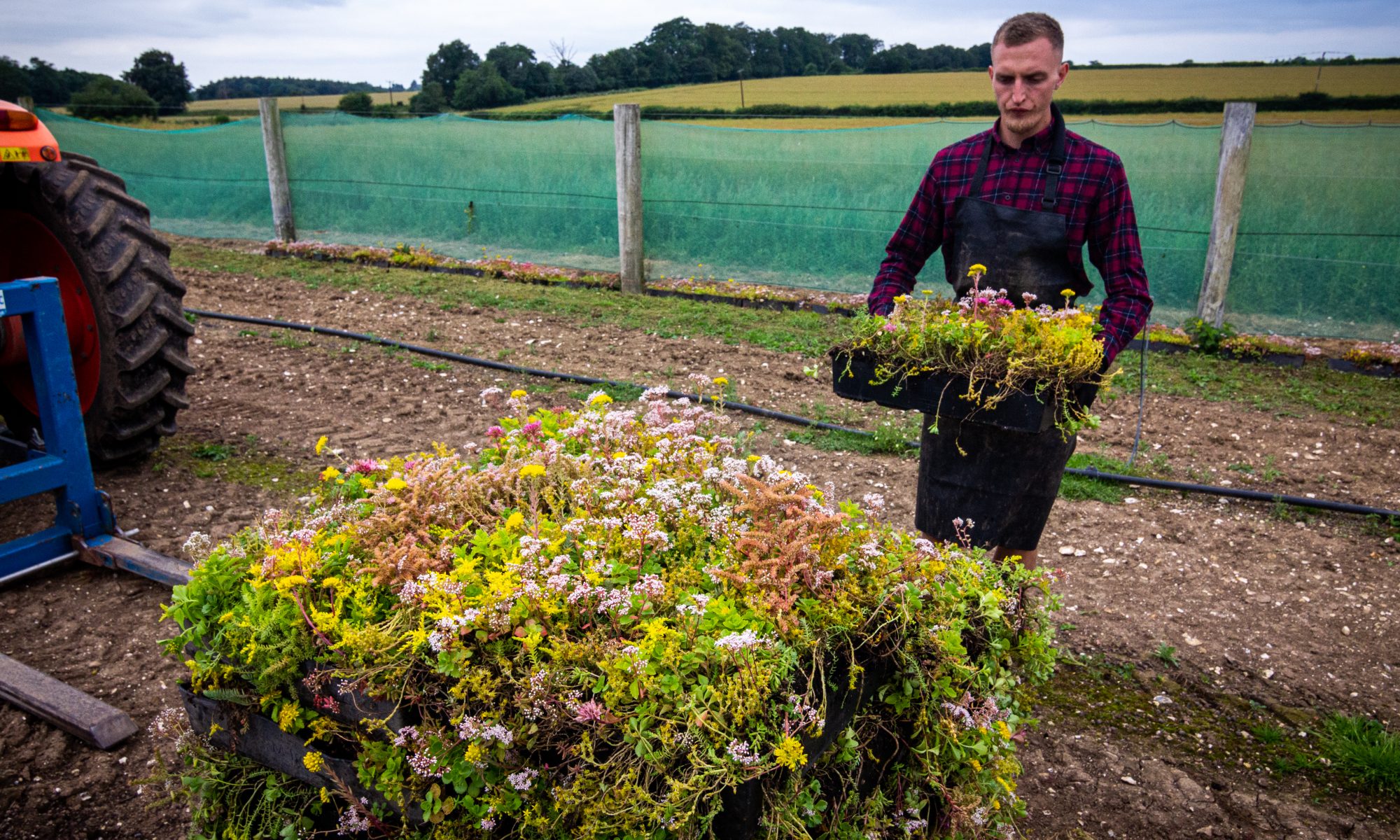 M-Tray_Farm_Sedum-Harvesting