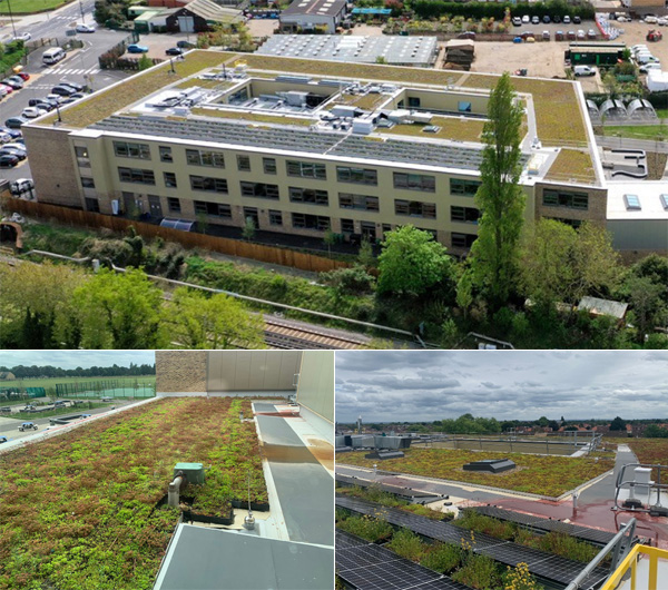 Turing House Wildflower Green Roof