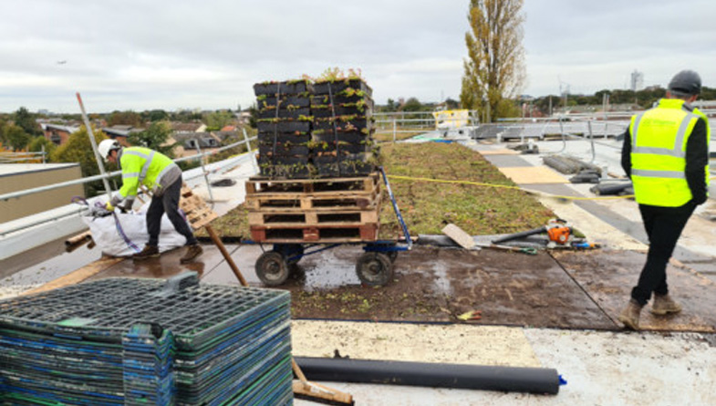 The Ecological Advantages of Creating a Green Roof