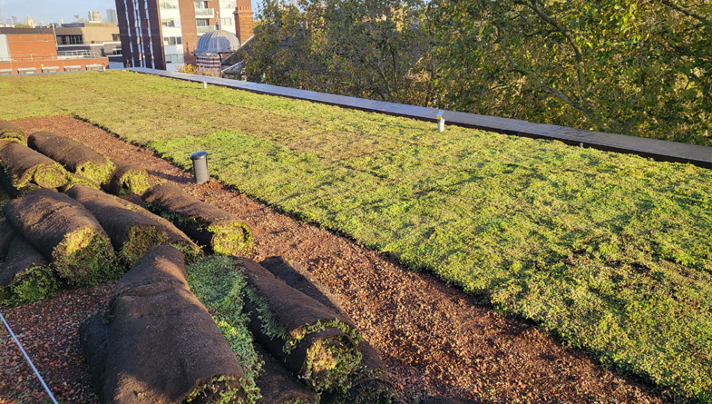 Enhancing Your Property’s Aesthetic with M-Tray® Wildflower Roof Systems