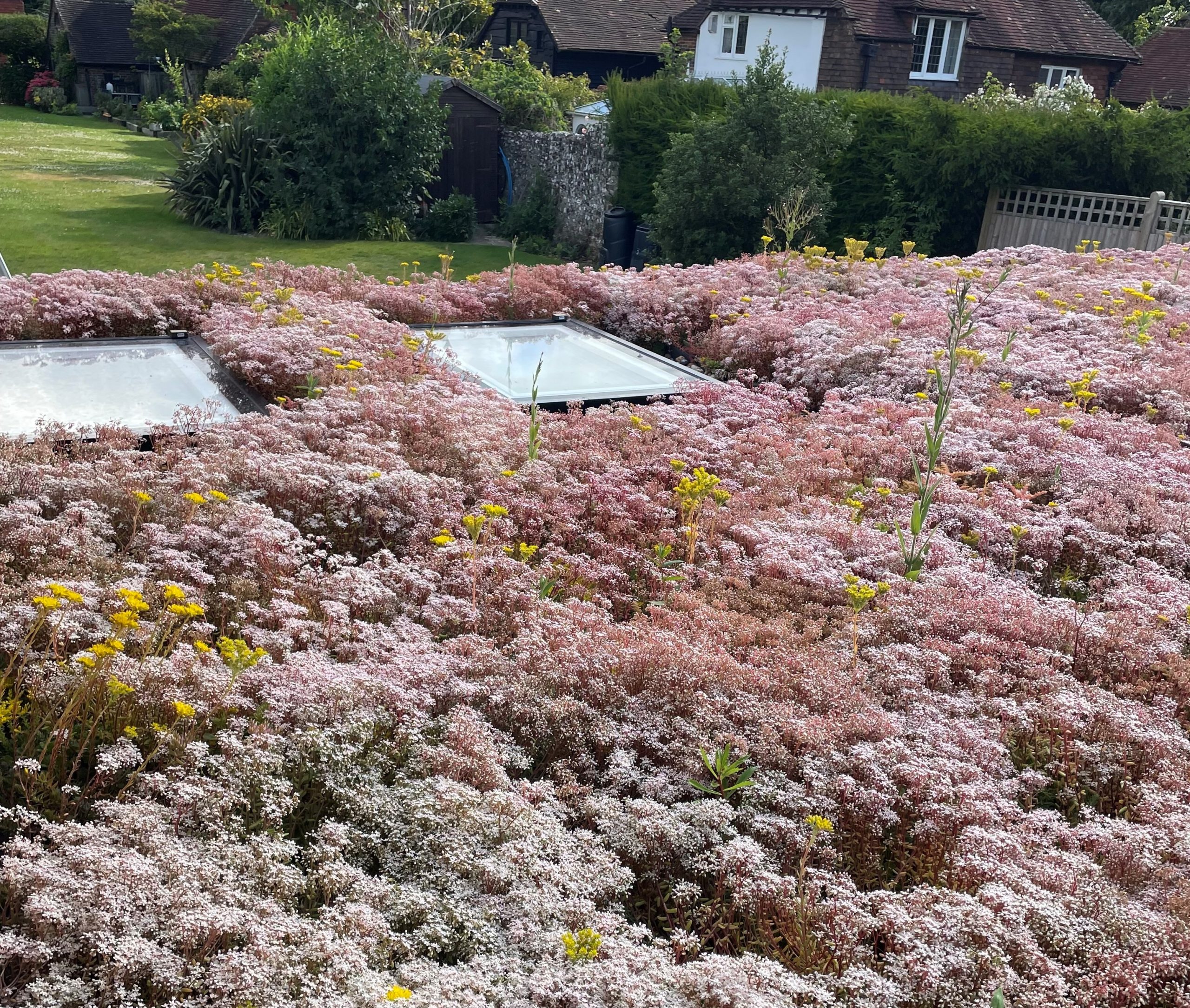 Green Roof Trend Sees Sedum Resurgence